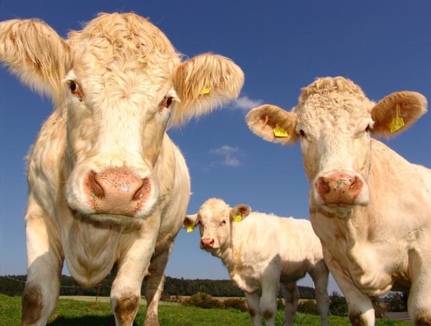 "Do not blame the Creator because you kill animals."