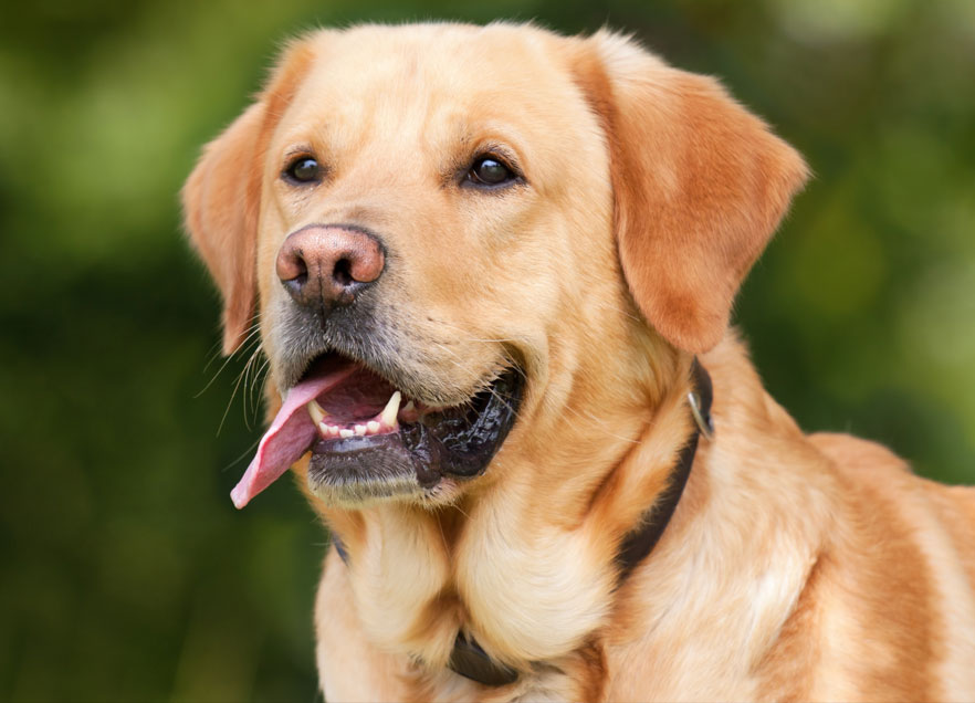 Edna wrote the poem 60 years ago in honour of her dog Major, a Labrador Retriever