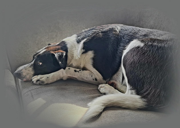 MEDIUM connected with a lost collie called Patch and “saw” her whereabouts through the dog’s eyes. (Photo: Facebook) MEDIUM connected with a lost collie called Patch and “saw” her whereabouts through the dog’s eyes. (Photo: Facebook)