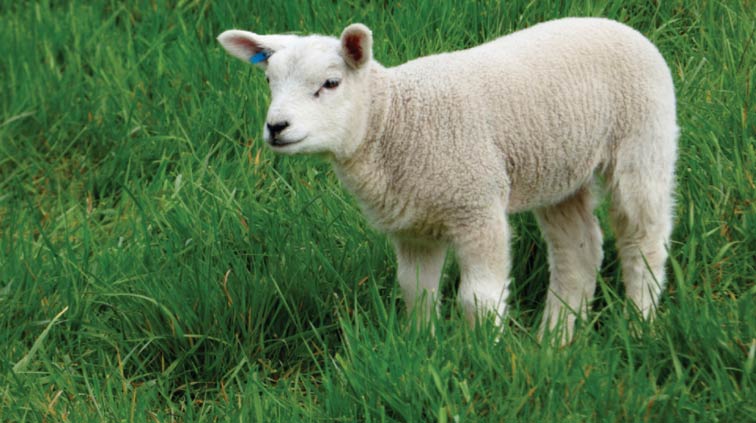 A lamb A lamb