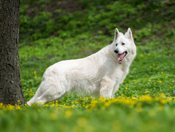 WITH dogged determination, one German Shepherd dog travelled 2,000 miles in four months to return to her owner. WITH dogged determination, one German Shepherd dog travelled 2,000 miles in four months to return to her owner.