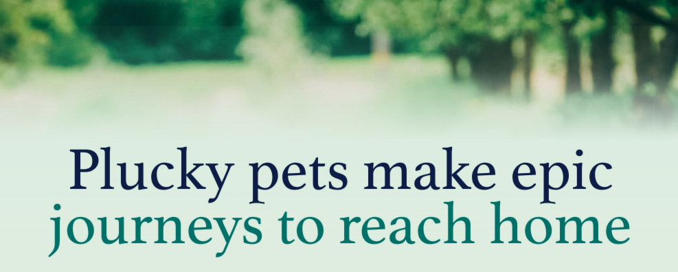 Plucky pets make epic journeys to reach home