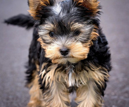 The next morning, an officer on another Vancouver-docked ship, the SS Hanley, noticed a wire-haired terrier walk up the gangplank. The next morning, an officer on another Vancouver-docked ship, the SS Hanley, noticed a wire-haired terrier walk up the gangplank.