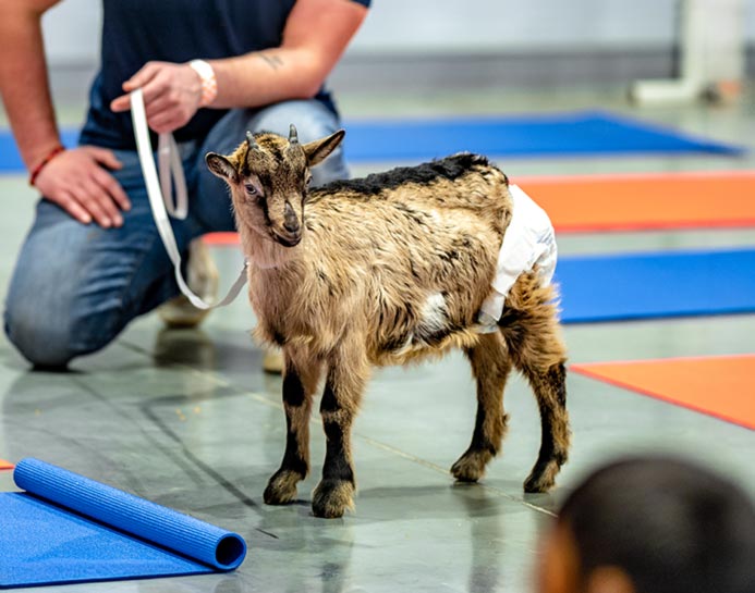 In some cases, kittens, rabbits and even goats have been used to engage with yoga participants. (Photo: Erik Drost on Flickr) In some cases, kittens, rabbits and even goats have been used to engage with yoga participants. (Photo: Erik Drost on Flickr)